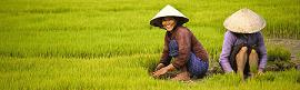 Indochian Travel